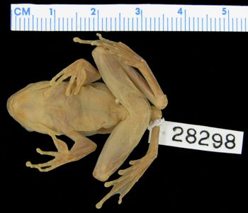 Media type: image; Herpetology A-28298